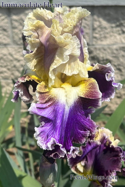 IMMACULATE HEART - 2022  Tall Bearded Iris -Luminata