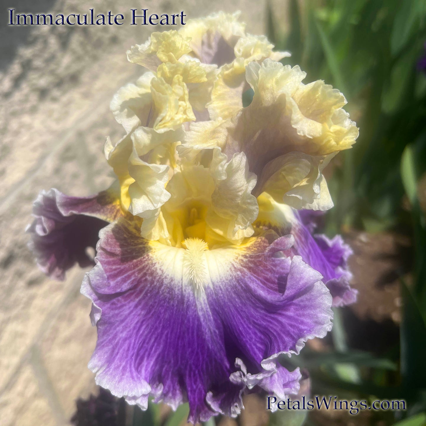 IMMACULATE HEART - 2022  Tall Bearded Iris -Luminata