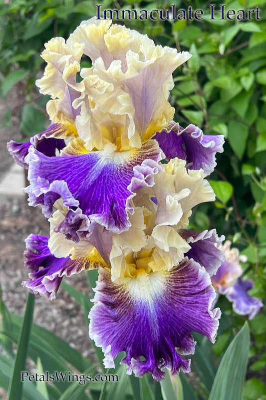 IMMACULATE HEART - 2022  Tall Bearded Iris -Luminata