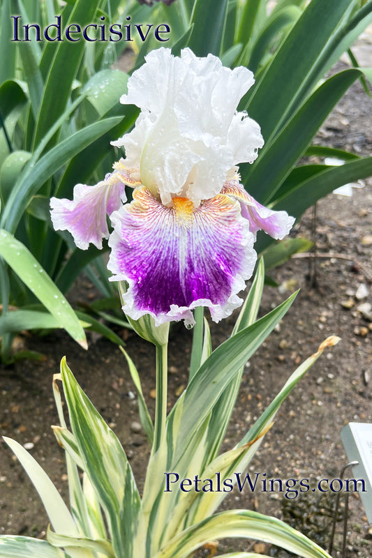 INDECISIVE - 2023 TB-Fragrant