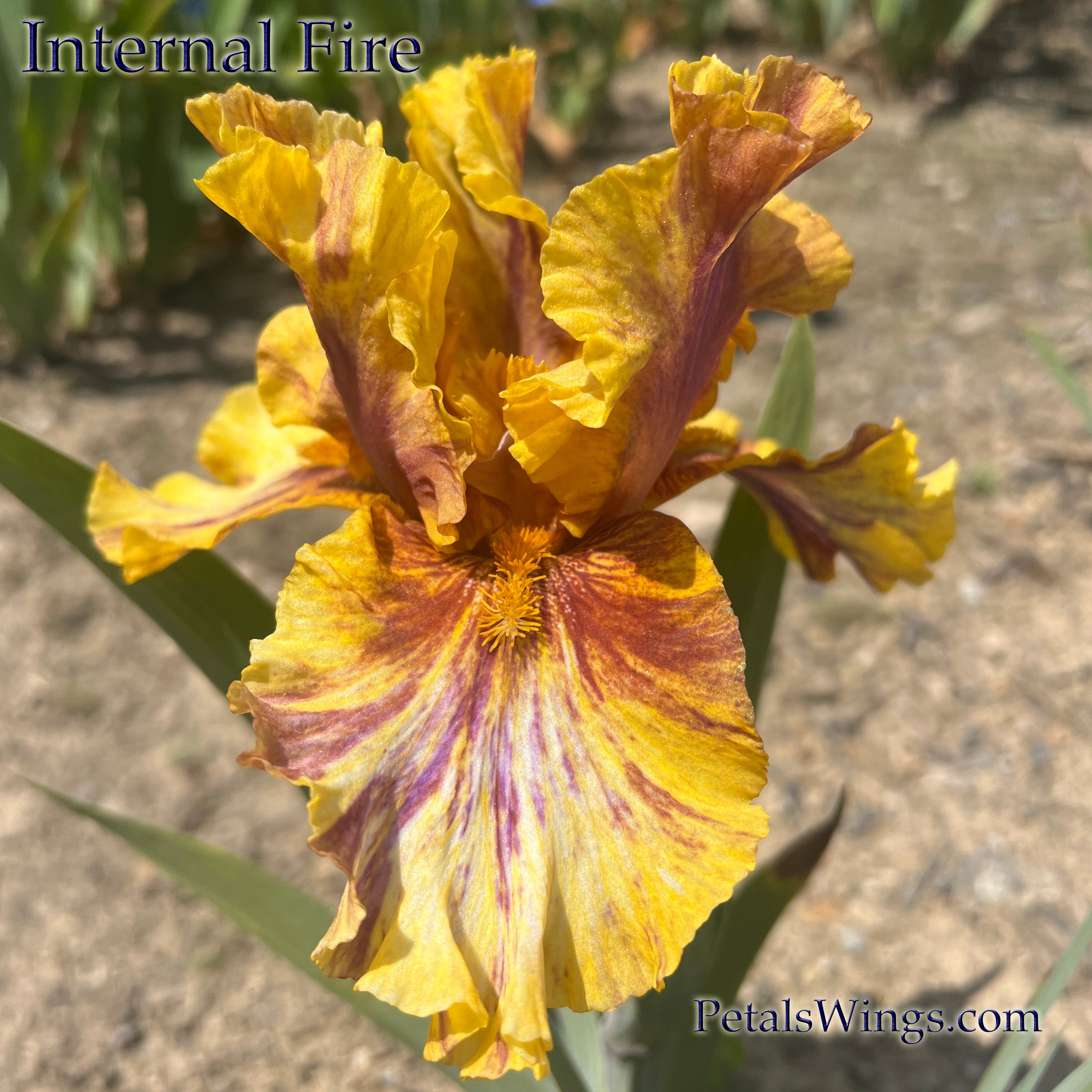 INFERNAL FIRE - 1994 TB – PetalsWings