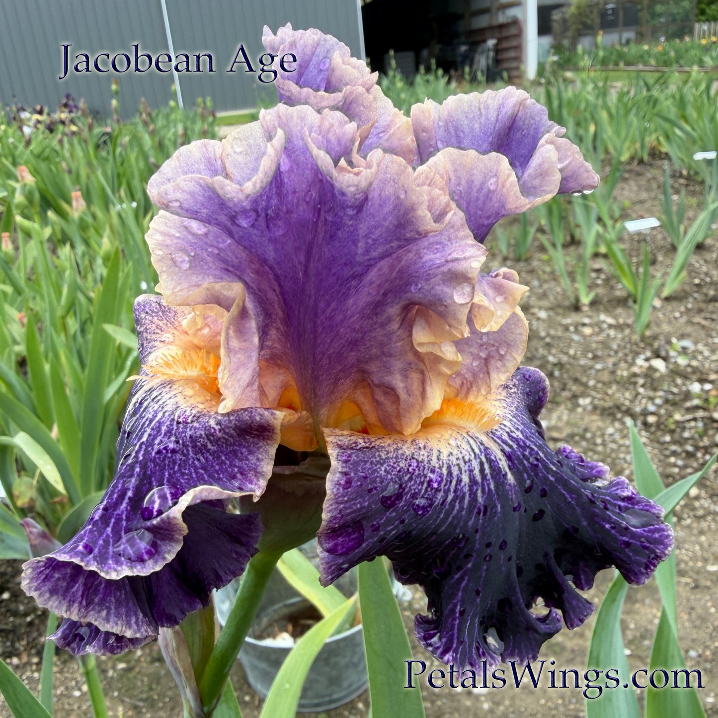 JACOBEAN AGE - 2024 - TB - Fragrant