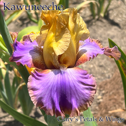 KAWUNEECHE - 2022 Tall Bearded Iris