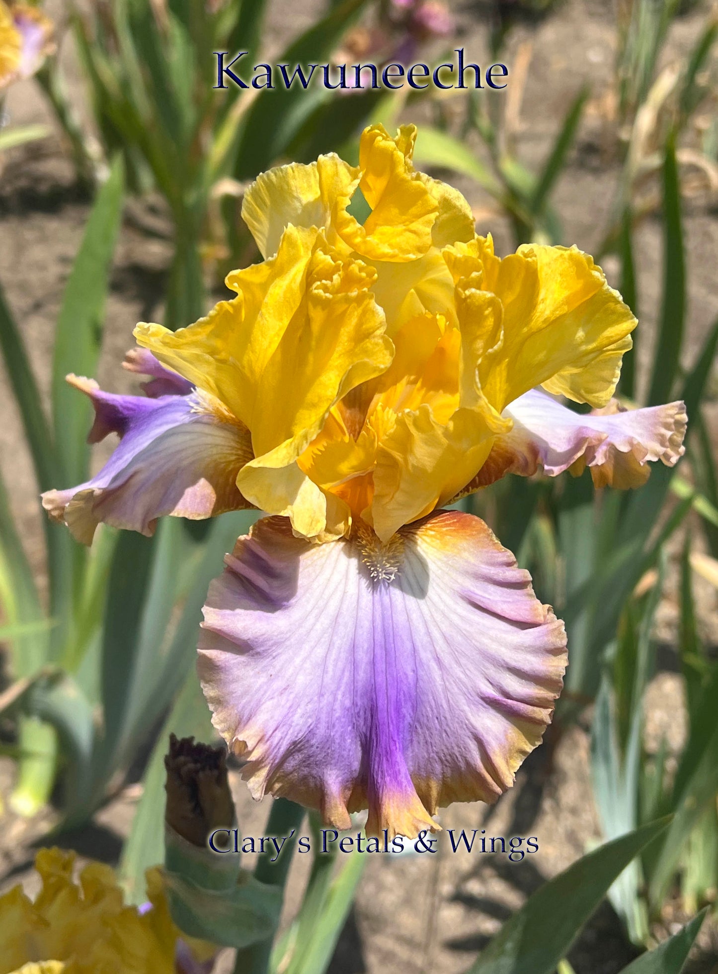 KAWUNEECHE - 2022 Tall Bearded Iris