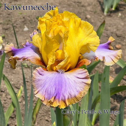 KAWUNEECHE - 2022 Tall Bearded Iris