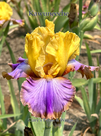 KAWUNEECHE - 2022 Tall Bearded Iris