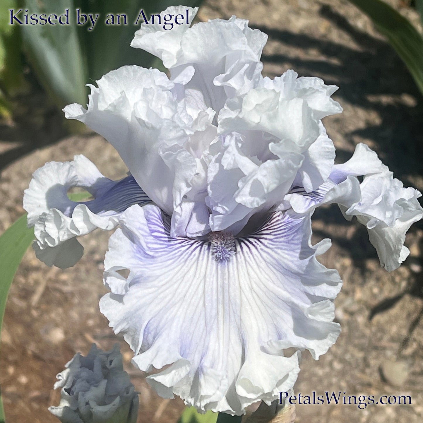 Kissed By An Angel - 2018 Tall Bearded Iris - Fragrant