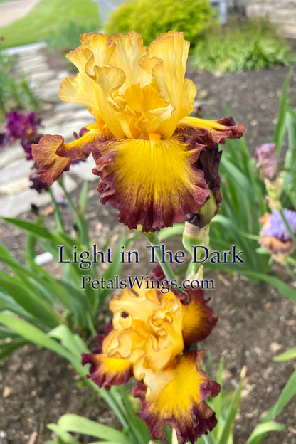 LIGHT IN THE DARK - 2024 - TB - Fragrant