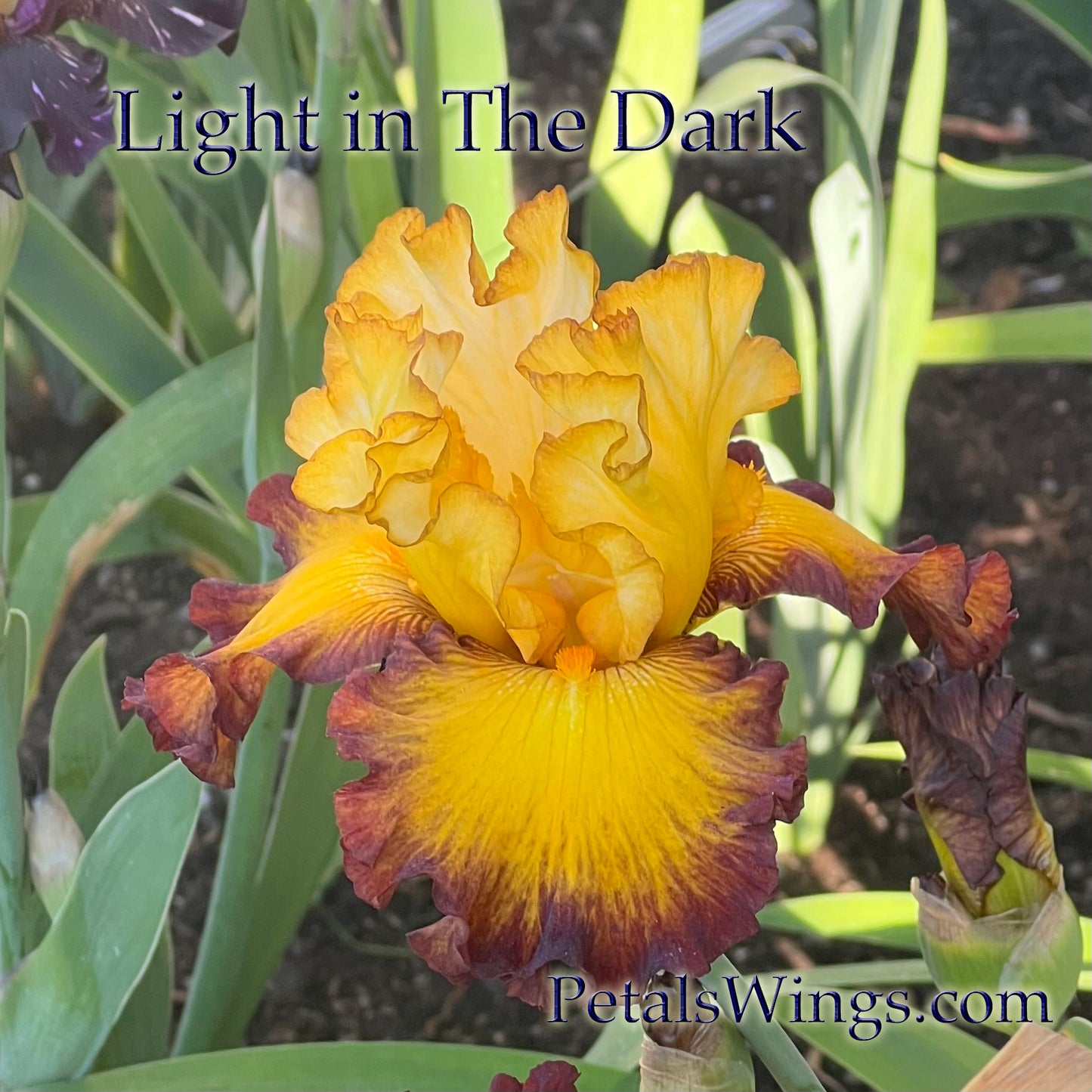 LIGHT IN THE DARK - 2024 - TB - Fragrant