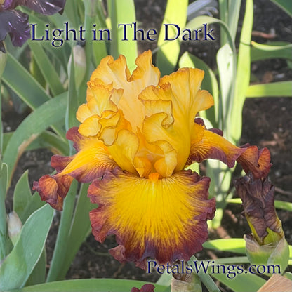 LIGHT IN THE DARK - 2024 - TB - Fragrant