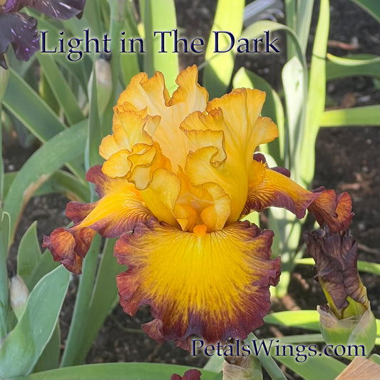 LIGHT IN THE DARK - 2024 - TB - Fragrant