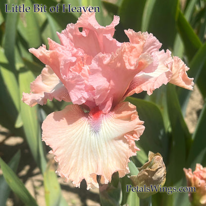 Little Bit of Heaven - 2007 - Tall Bearded Iris