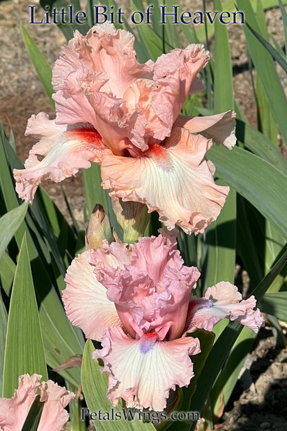 Little Bit of Heaven - 2007 - Tall Bearded Iris