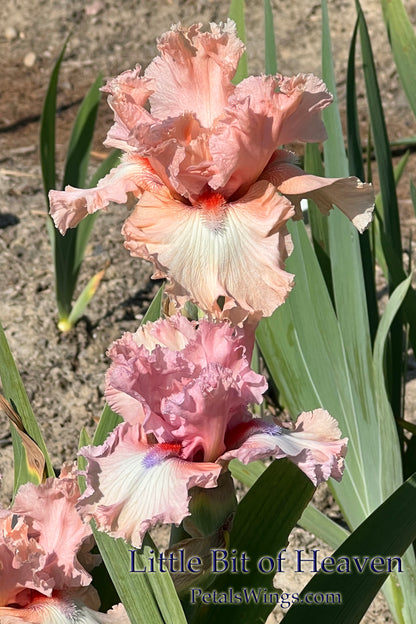 Little Bit of Heaven - 2007 - Tall Bearded Iris