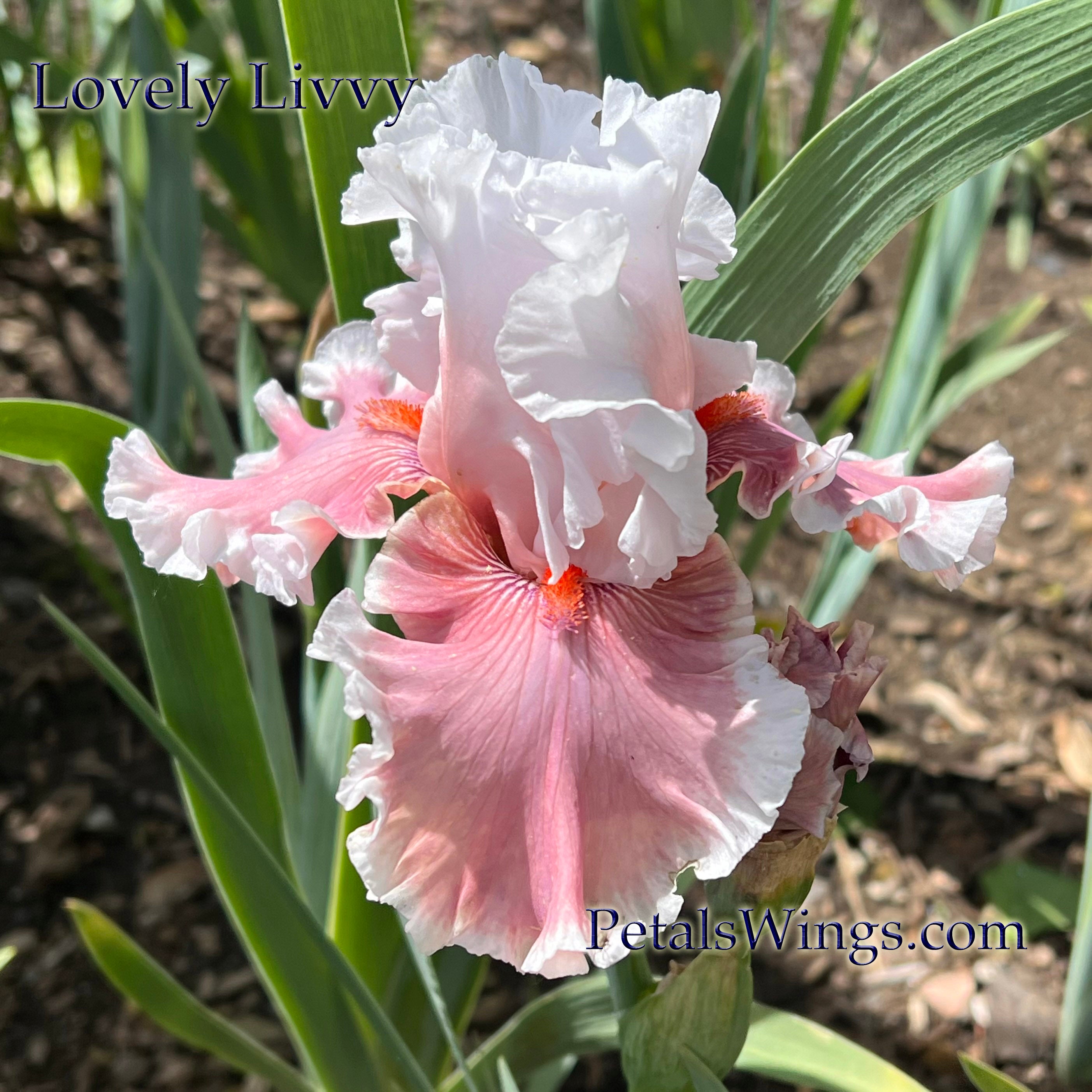 LOVELY LIVVY - 2023 - TB - Fragrant – PetalsWings