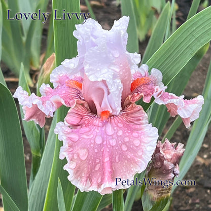LOVELY LIVVY - 2023 - TB - Fragrant