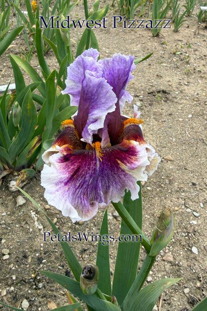 MIDWEST PIZZAZZ 2024 - TB - Fragrant