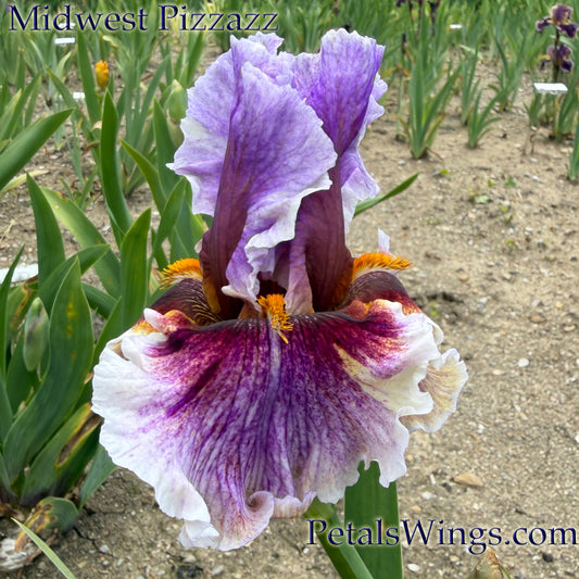 MIDWEST PIZZAZZ 2024 - TB - Fragrant