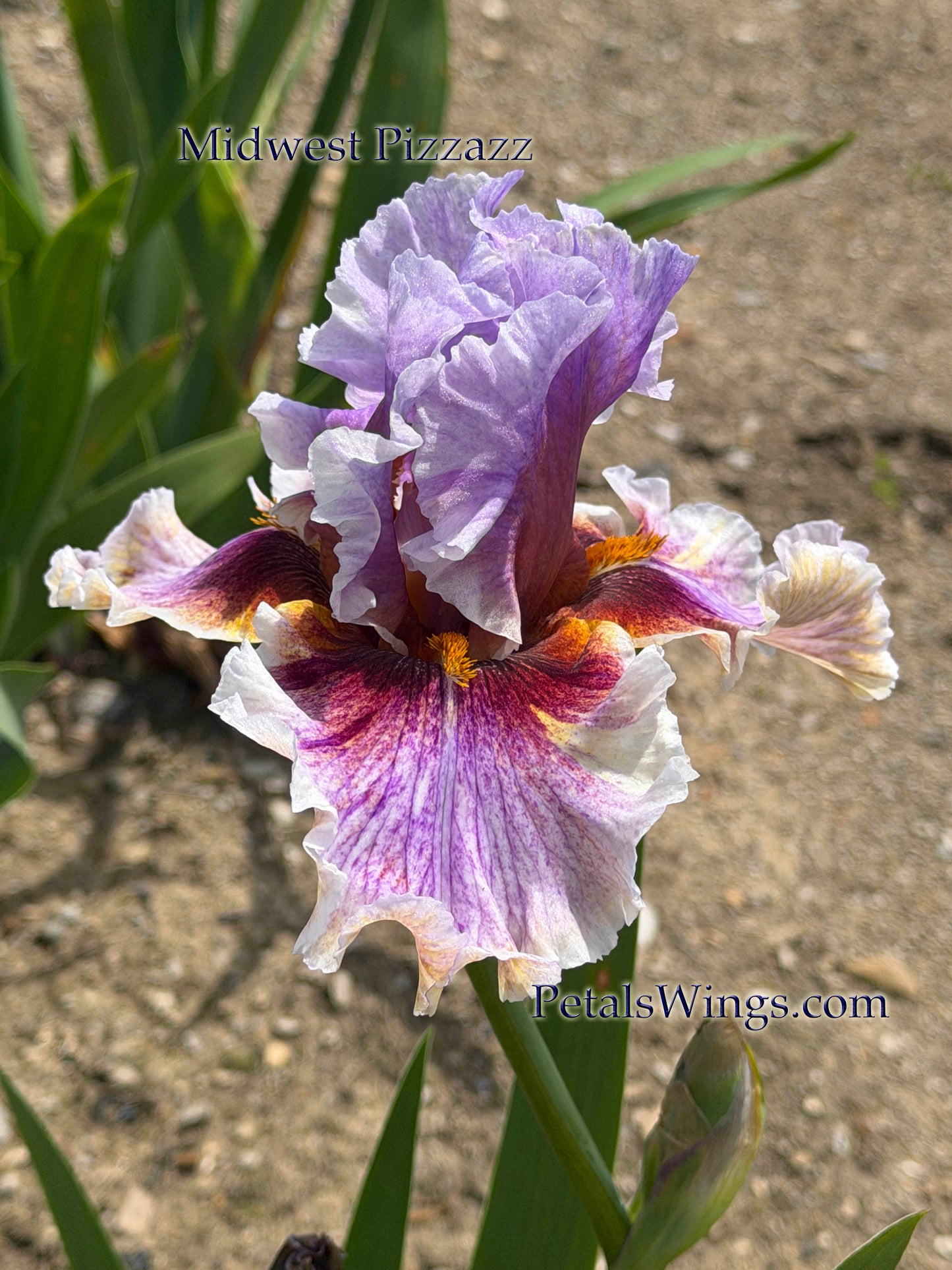 MIDWEST PIZZAZZ 2024 - TB - Fragrant