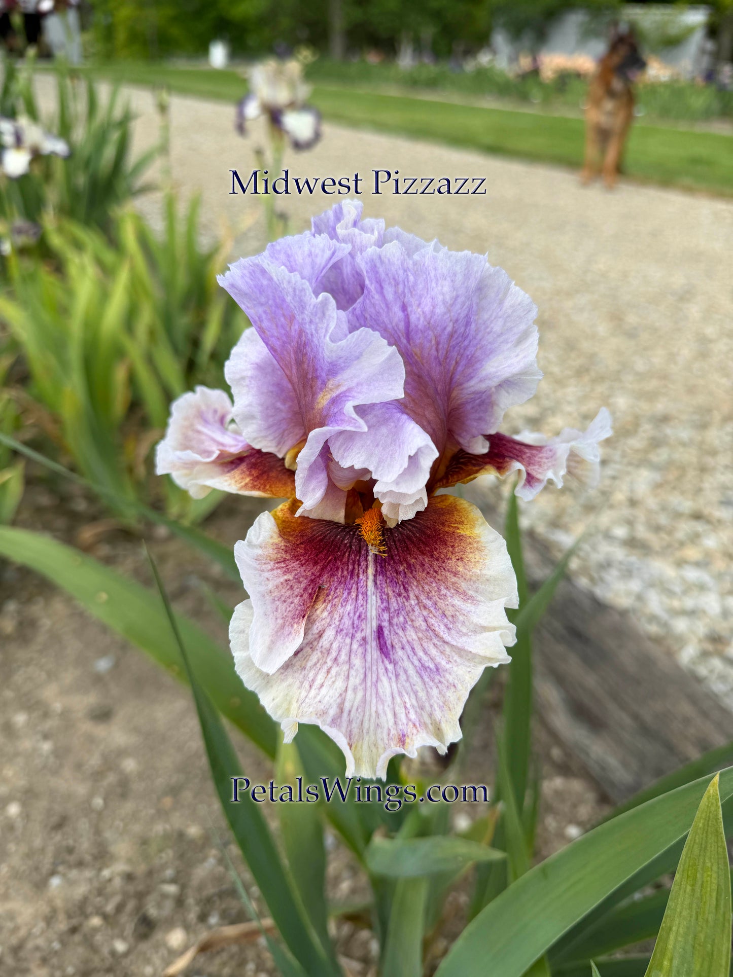 MIDWEST PIZZAZZ 2024 - TB - Fragrant