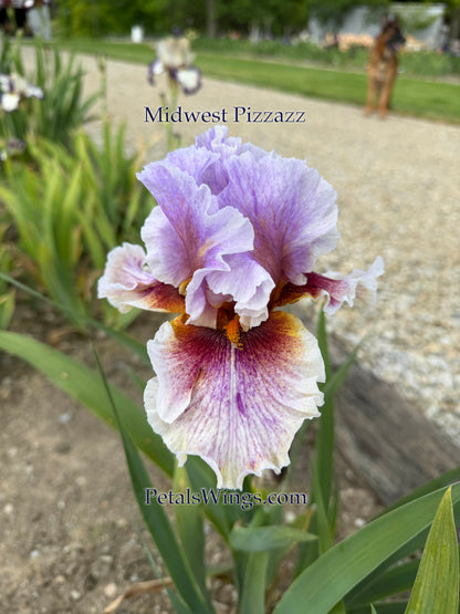 MIDWEST PIZZAZZ 2024 - TB - Fragrant
