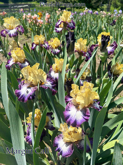 Margin Call - 2017 Tall Bearded Iris - Strong growth and blooms