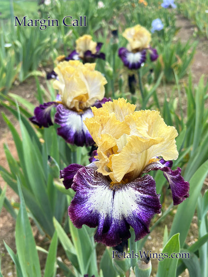 Margin Call - 2017 Tall Bearded Iris - Strong growth and blooms