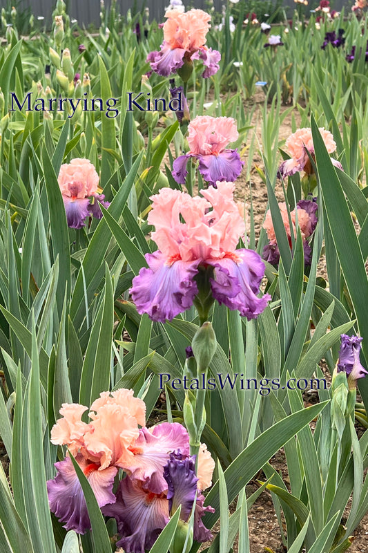 MARRYING KIND -  2015 TB