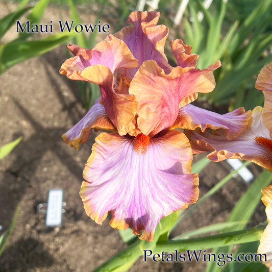 MAUI WOWIE - 2022  Tall Bearded Iris