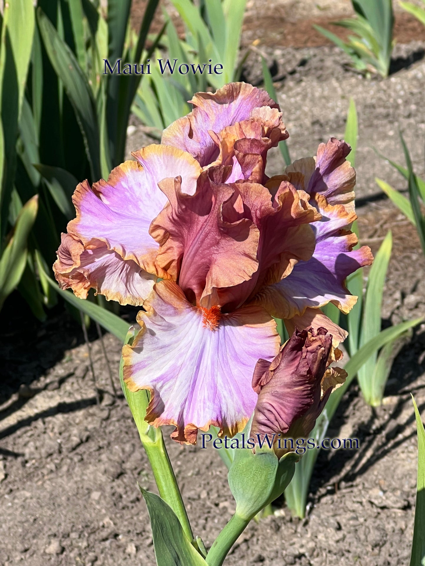 MAUI WOWIE - 2022  Tall Bearded Iris