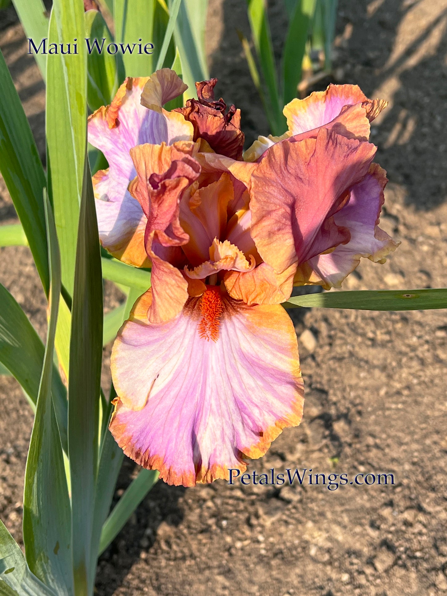 MAUI WOWIE - 2022  Tall Bearded Iris