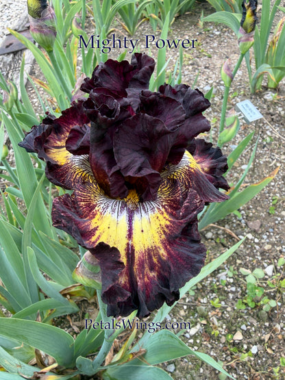 MIGHTY POWER 2023 TB-Fragrant