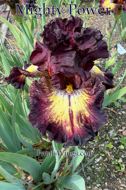 MIGHTY POWER 2023 TB-Fragrant