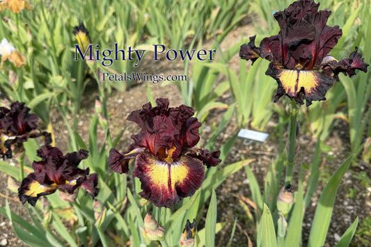 MIGHTY POWER 2023 TB-Fragrant