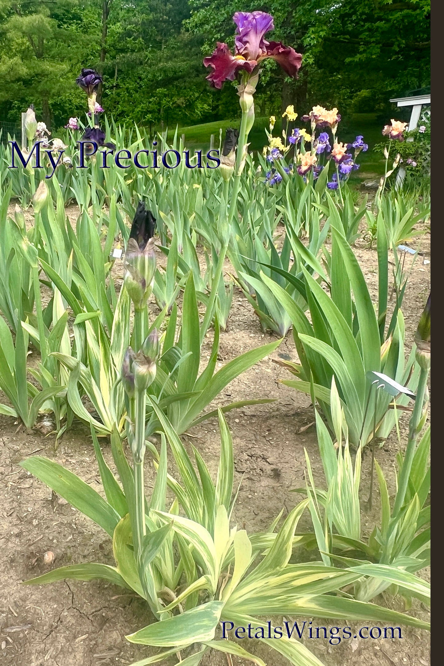 My Precious - variegated foliage - 2018 - Border Bearded Iris