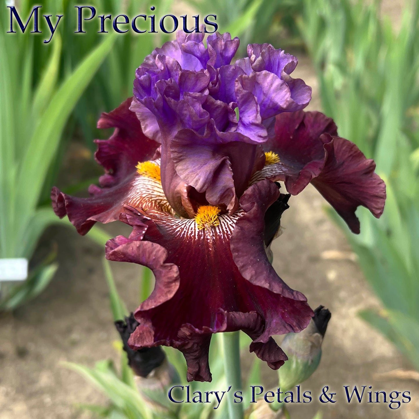 My Precious - variegated foliage - 2018 - Border Bearded Iris