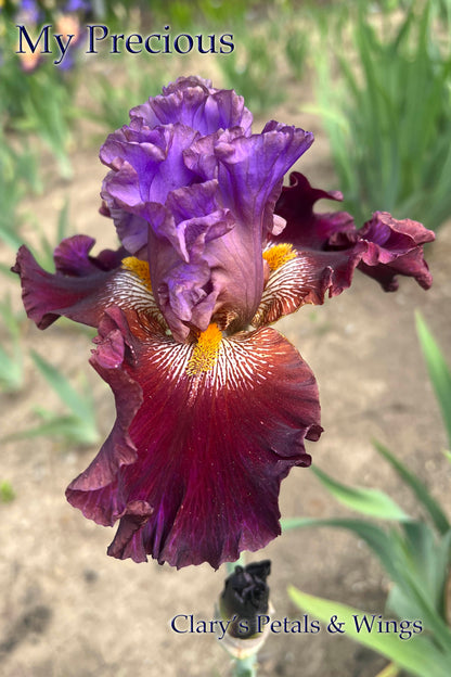 My Precious - variegated foliage - 2018 - Border Bearded Iris