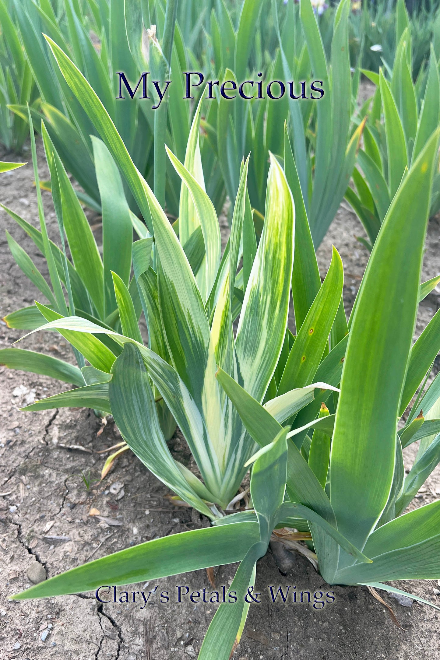 My Precious - variegated foliage - 2018 - Border Bearded Iris