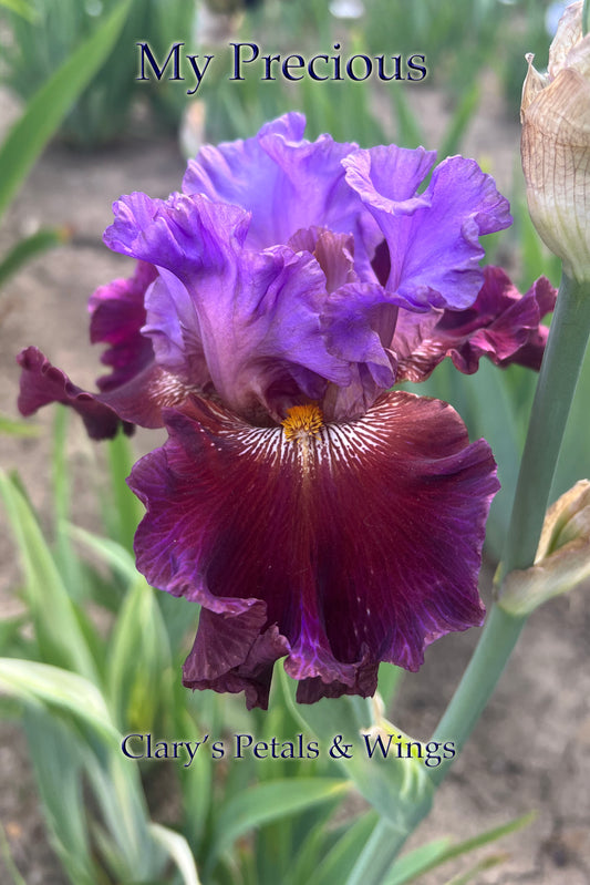 My Precious - variegated foliage - 2018 - Border Bearded Iris