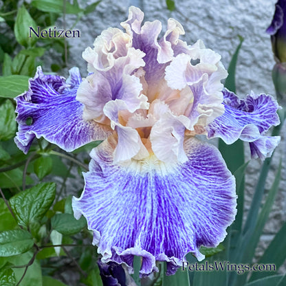 NETIZEN - 2022  Tall Bearded Iris