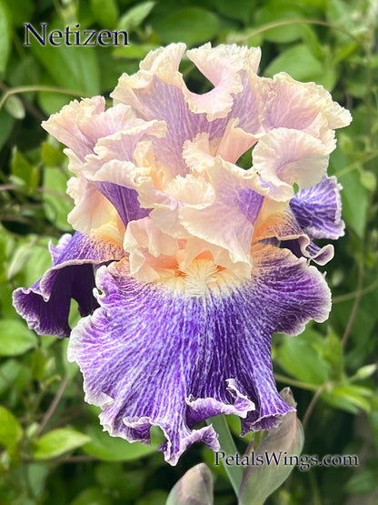 NETIZEN - 2022  Tall Bearded Iris