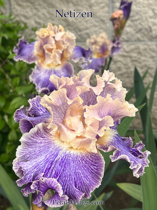 NETIZEN - 2022  Tall Bearded Iris