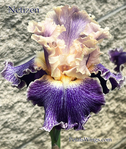 NETIZEN - 2022  Tall Bearded Iris