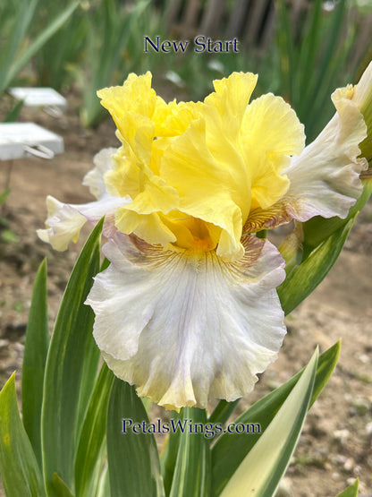 New Start - 2021 Tall Bearded - Variegated Foliage