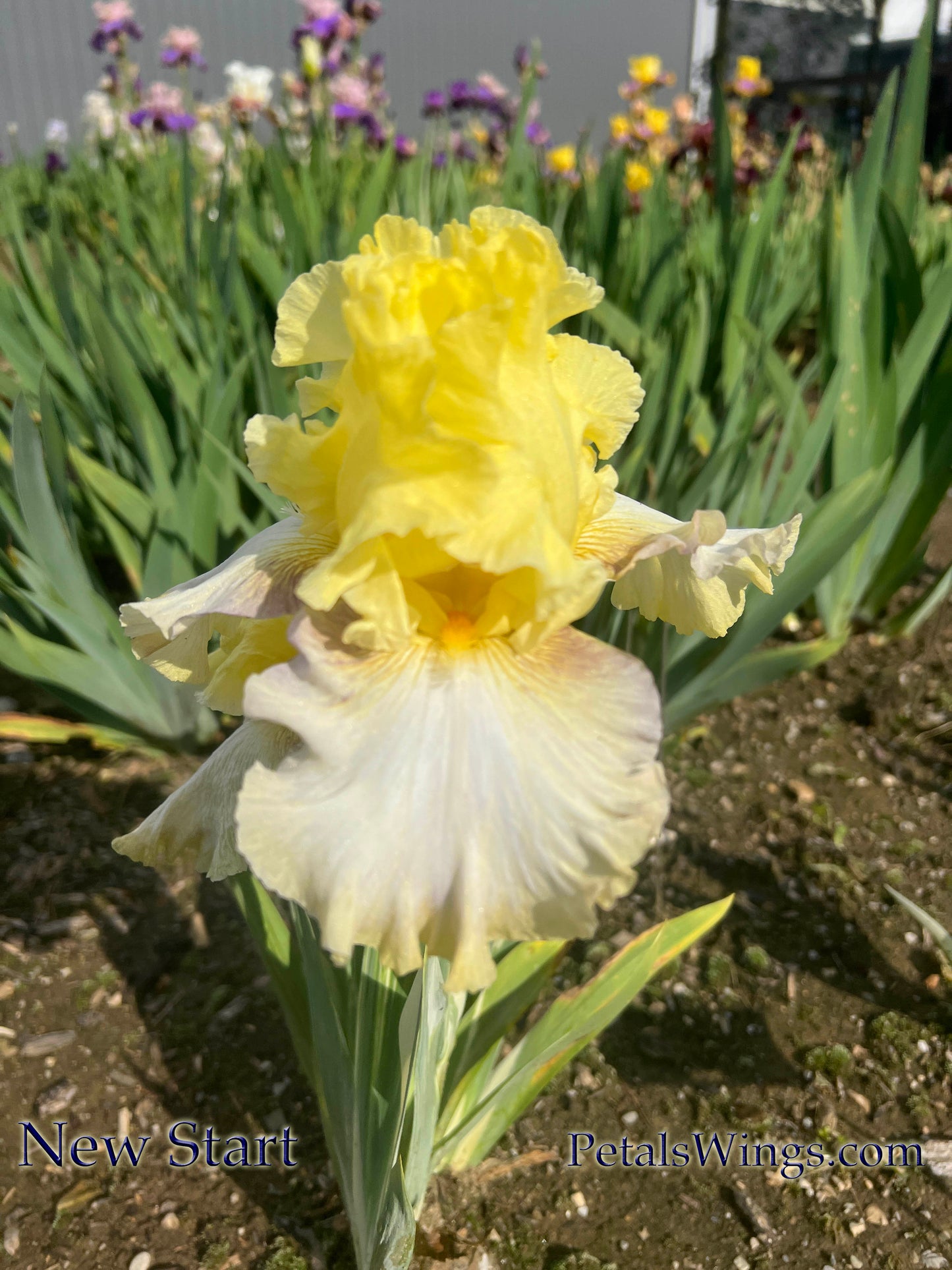 New Start - 2021 Tall Bearded - Variegated Foliage