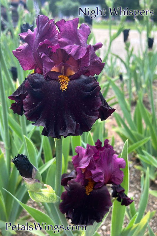 NIGHT WHISPERS - 2020 TB-Fragrant