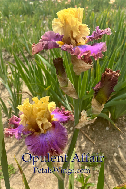OPULENT AFFAIR 2023-TB- Fragrant