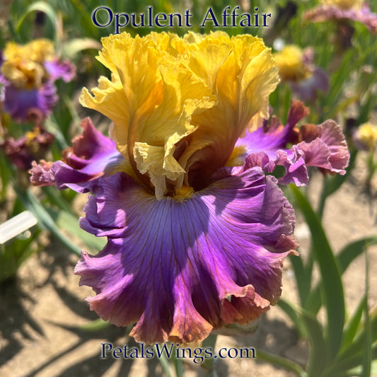 OPULENT AFFAIR 2023-TB- Fragrant
