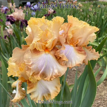 Orange Toffee - 2011 - Tall Bearded Iris - Reblooming