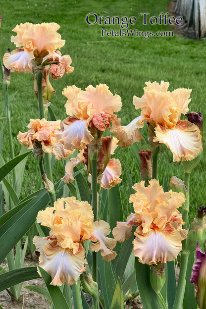 Orange Toffee - 2011 - Tall Bearded Iris - Reblooming